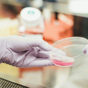 Entwicklung einer Kultivierungsmethode für Prostataorganoide